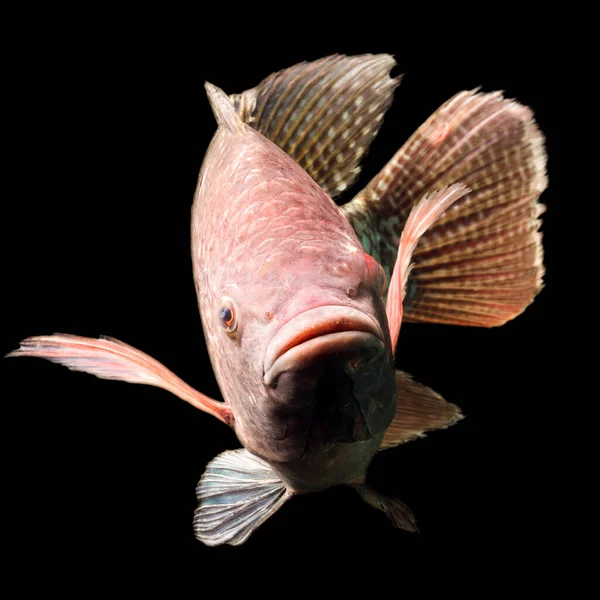 Hoge Kwaliteit Schot Van Een Grote Tilapia Vis Ongeveer Pond — Stockfoto