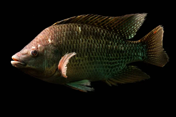 Tiro Alta Qualidade Grande Peixe Tilapia Sobre Libras Cinque — Fotografia de Stock