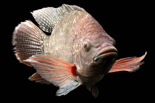 Vysoce Kvalitní Záběr Velké Tilapie Ryby Asi Pět Liber — Stock fotografie