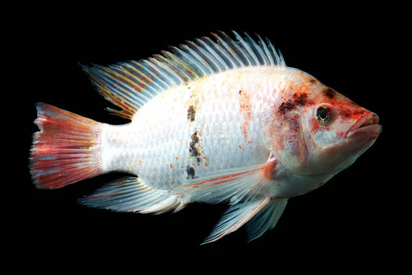 Inyección Alta Calidad Peces Tilapia Roja Bajo Agua Estudio Acuario —  Fotos de Stock