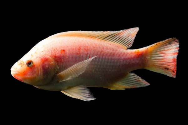 赤ティラピア魚の高品質なショット水中スタジオ水族館黒で隔離されたショット — ストック写真