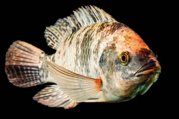 Hochwertige Aufnahme Von Braun Gefleckten Tilapia Fischen Unterwasser Studio Aquarium — Stockfoto
