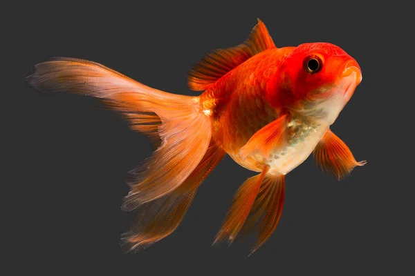 Red Cap Oranda Goldfish Isolado Cinza Alta Qualidade Studio Aquarium — Fotografia de Stock