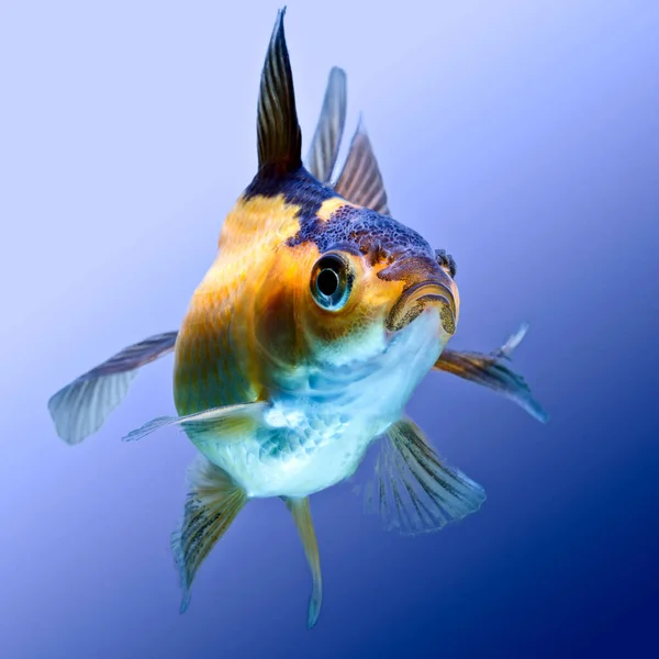 Ryvkin Goldfish Aislado Azul Alta Calidad Studio Aquarium Shot —  Fotos de Stock