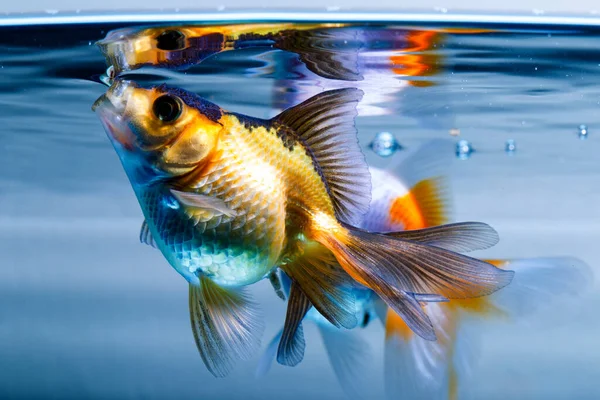 Ryvkin Goldfish Home Aquarium — Stock Photo, Image