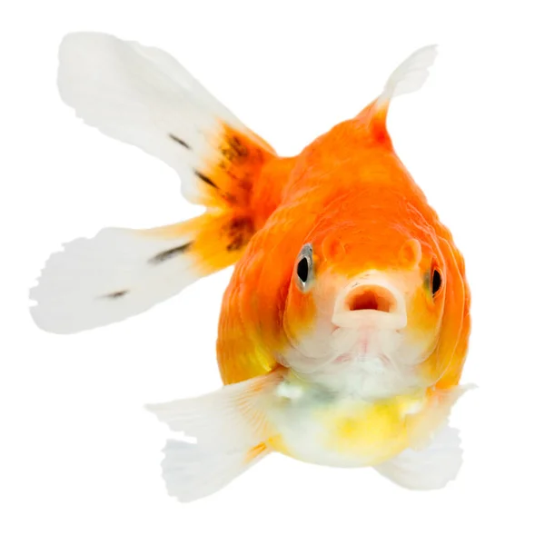 Pearlscale Goldfish Isolado Tiro Branco Estúdio Alta Qualidade Removido Manualmente — Fotografia de Stock