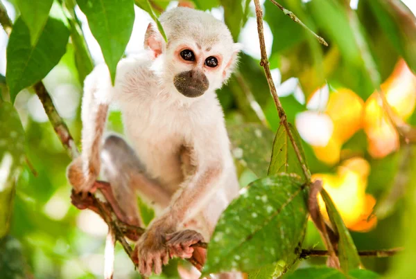 Saimiri Whelp Dans Forêt Amazonienne Images De Stock Libres De Droits