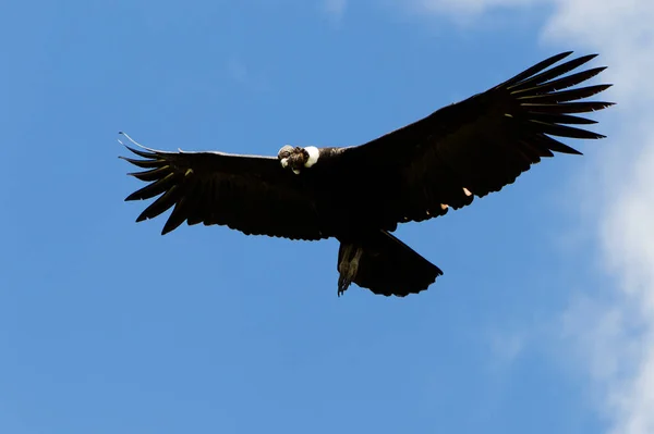 Αρσενικό Andean Condor Κατά Διάρκεια Της Πτήσης Πυροβολήθηκε Στα Υψίπεδα Εικόνα Αρχείου