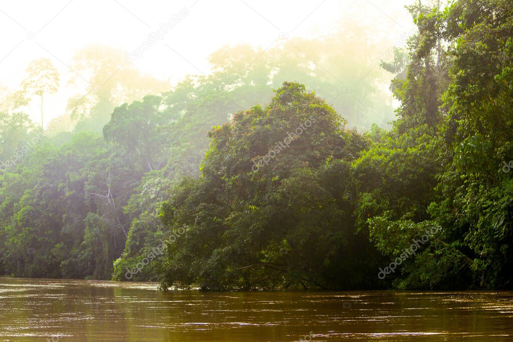 early morning first light in the amazon primary jungle