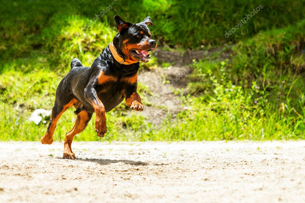 Algunos perros le gusta correr libre este es un perro súper educado que