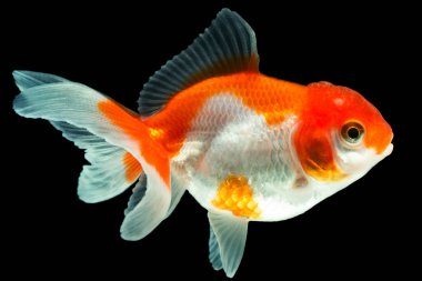 Oranda Japon Balığı, arka plandan elle çekilen yüksek kaliteli siyah stüdyoda izole edildi. Böylece ispinoz tamamlandı.