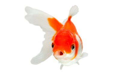 Oranda japon balığı, arka plandan elle çekilen beyaz kaliteli bir stüdyoda izole edildi. Böylece ispinoz tamamlandı.