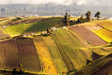 Ekvador Andean 'daki Yüksek İrtifa Çiftçiliği 4000 metre yükseklikte Chimborazo Bölgesi