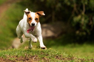 Mutlu köpek kameraya doğru koşuyor. Düşük açı, yüksek hız.