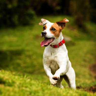 Mutlu köpek kameraya doğru koşuyor. Düşük açı, yüksek hız.