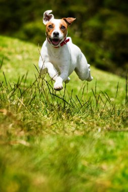 Mutlu köpek kameraya doğru koşuyor. Düşük açı, yüksek hız.
