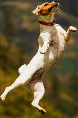 Neşeli Köpek Kadın Bale Yapıyor