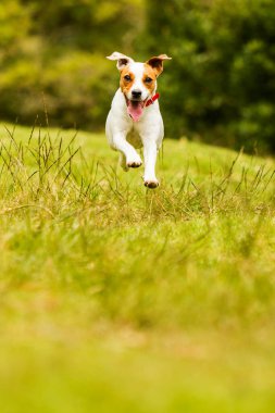 Mutlu köpek kameraya doğru koşuyor. Düşük açı, yüksek hız.