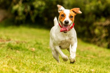 Mutlu köpek kameraya doğru koşuyor. Düşük açı, yüksek hız.