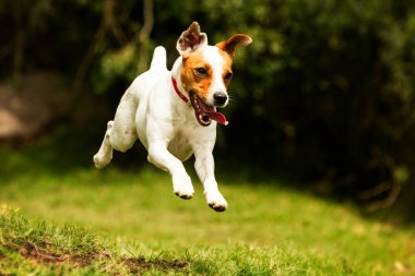 Mutlu köpek kameraya doğru koşuyor. Düşük açı, yüksek hız.