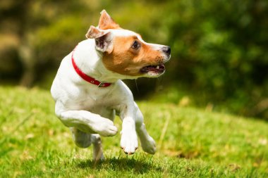 Mutlu köpek kameraya doğru koşuyor. Düşük açı, yüksek hız.