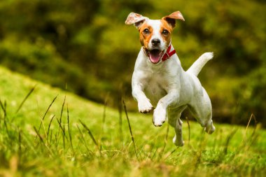 Mutlu köpek kameraya doğru koşuyor. Düşük açı, yüksek hız.