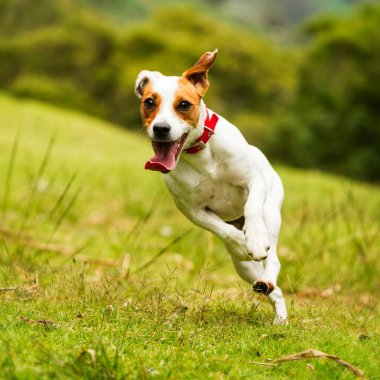 Mutlu köpek kameraya doğru koşuyor. Düşük açı, yüksek hız.