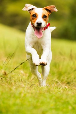 Mutlu köpek kameraya doğru koşuyor. Düşük açı, yüksek hız.