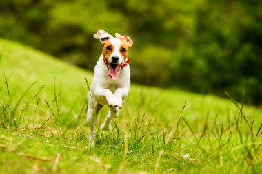 Mutlu köpek kameraya doğru koşuyor. Düşük açı, yüksek hız.