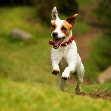 Mutlu köpek kameraya doğru koşuyor. Düşük açı, yüksek hız.