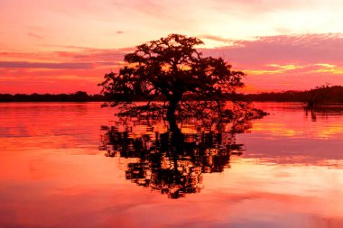 Laguna Grande Cuyabeno Ulusal Parkı Ekvador 'unda Gölgesi ile Mükemmel Daire Oluşturan Bir Ağaç Manzarası