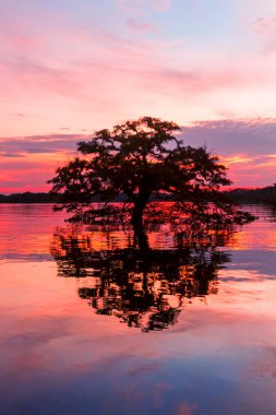 Laguna Grande Cuyabeno Ulusal Parkı Ekvador 'unda Gölgesi ile Mükemmel Daire Oluşturan Bir Ağaç Manzarası