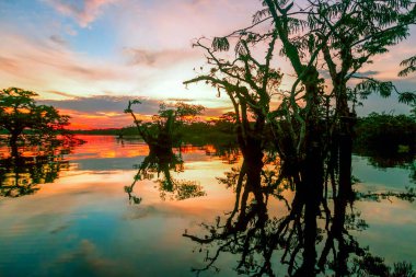 Cuyabeno bitkisi laguna grande ekvatorunda gün batımına karşı