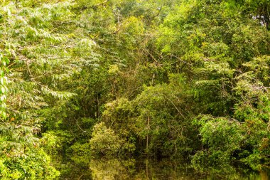 Ekvador İlköğretim Ormanında Tipik Amazon Bitkisi