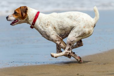 Kumsalda neşeli köpek koşusu.