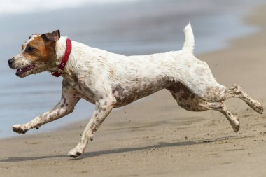 Mutlu köpek sahilde son sürat koşuyor.