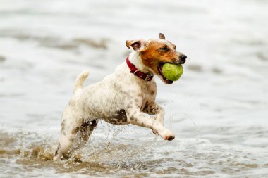 Kumsalda favori oyuncağıyla gülen köpek yarışı yapıyor.