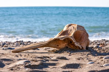 Plajdaki ölü bir hayvanın ayrıntıları. Yakın plan.