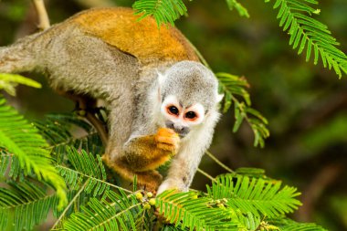 Ekvador yağmur ormanlarında yiyecek arayan yetişkin sincap maymunu.