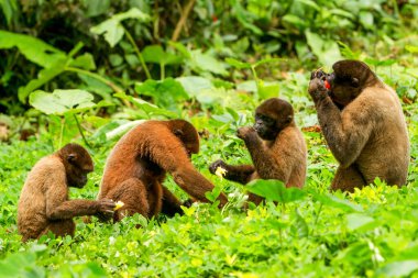 Chorongo Maymunu Ailesi Ekvador Ormanında Vahşi Yaşam Çekimi