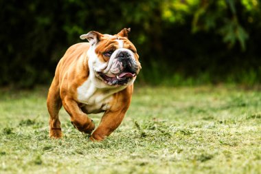Yetişkin erkek safkan İngiliz bulldog kameraya doğru koşuyor.
