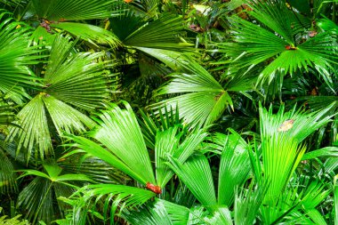 Güney Amerika 'da Amazon Havzasında Yoğun Bitkiler