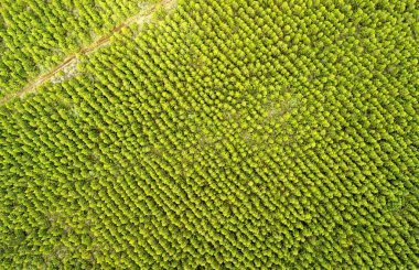 Cotopaxi Ulusal Parkı 'nda Yeniden Ormanlanma Alanı Ekvador Hava Sabit Görüntü