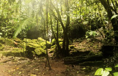 Ekvador Amazonisi mayei mağarası gizli girişi