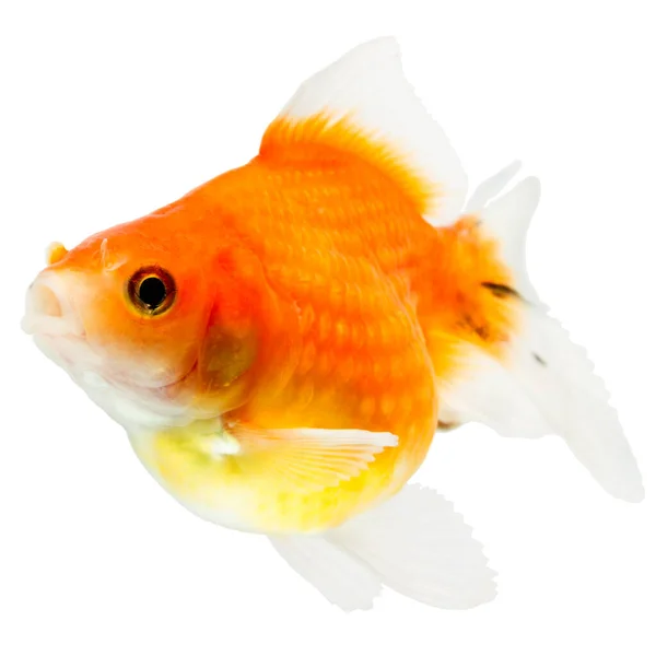 Pearlscale Goldfish Isolado Tiro Branco Estúdio Alta Qualidade Removido Manualmente — Fotografia de Stock