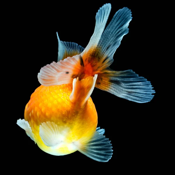 Pearlscale Goldfish Isolado Preto Alta Qualidade Studio Shot Manualmente Removido — Fotografia de Stock