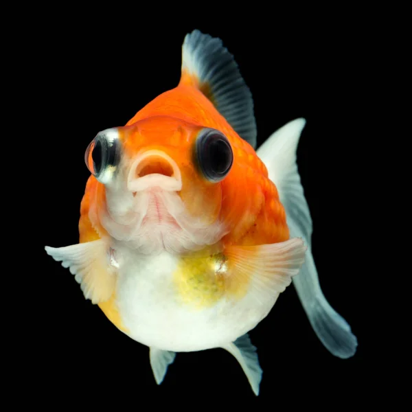 Pearlscale Goldfish Isolated Black High Quality Studio Maninally Removed Background — 스톡 사진