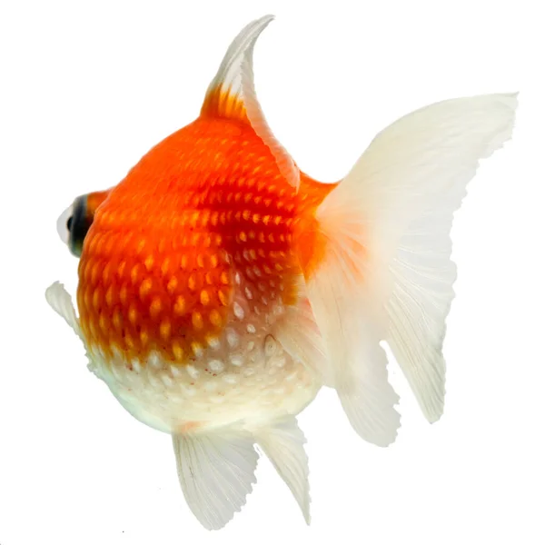 Pearlscale Goldfish Aislado Blanco Alta Calidad Studio Shot Manualmente Eliminado —  Fotos de Stock