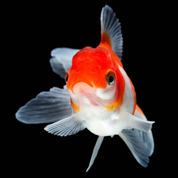 Oranda Goldfish Aislado Negro Alta Calidad Studio Shot Manualmente Eliminado —  Fotos de Stock