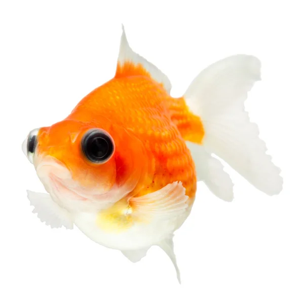 Pearlscale Goldfish Isolado Tiro Branco Estúdio Alta Qualidade Removido Manualmente — Fotografia de Stock